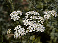 Achillea millefolium IMG_4814 Krwawnik pospolity